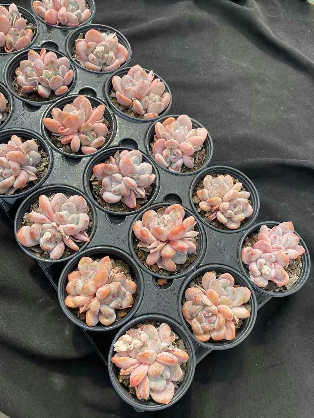 MY12 18株の抜き苗 ミッシング2頭 多肉植物 アエオニウム エケベリア 韓国苗 好評中