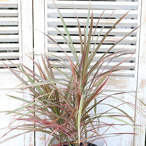 現品　ドラセナ　コンシンネ　レインボー　12番　観葉植物　特大　インテリア　室内 現品販売 観葉植物 ドラセナ コンシンネ レインボー 6号 高さ