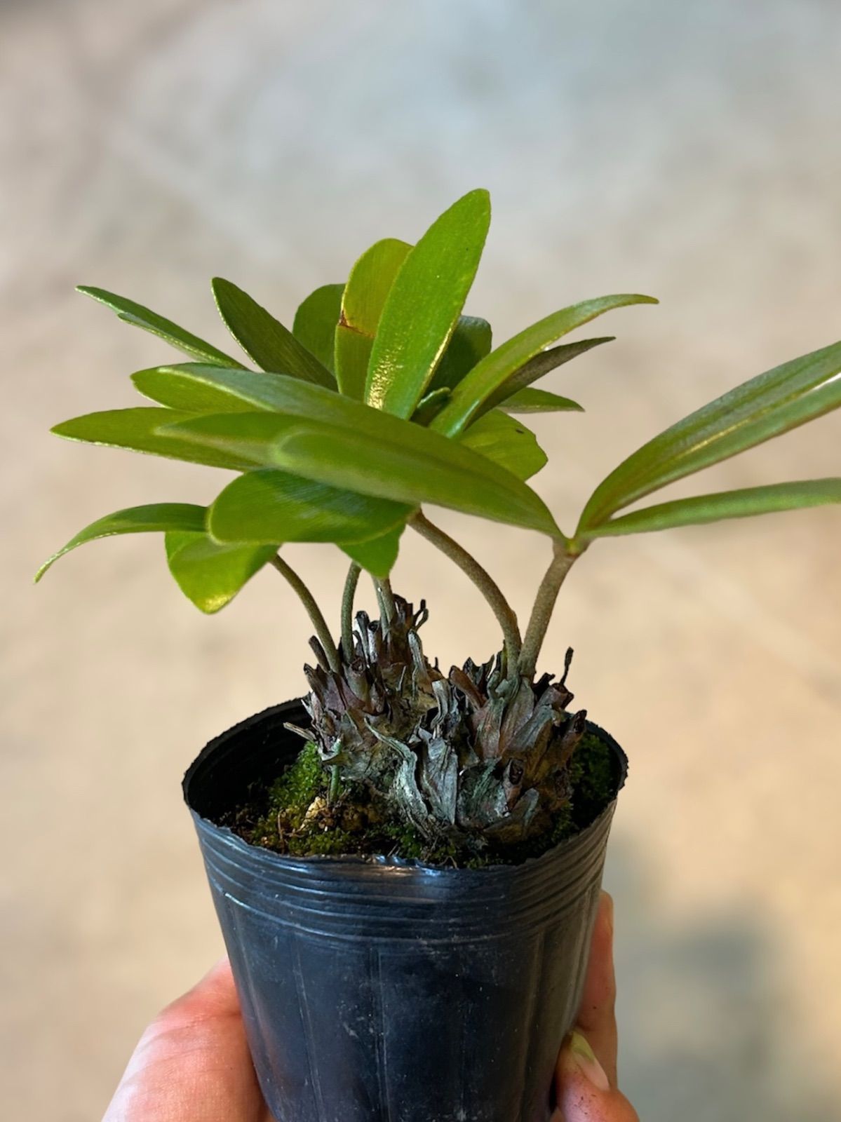 メキシコソテツ　3頭 多頭ザミア メキシコソテツ (3頭)② - メルカリ