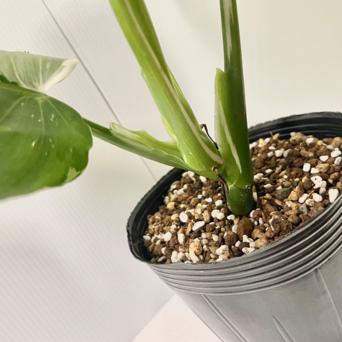 観葉植物 ヒロデンドロン緑と白の斑入り ホワイトプリンセス白斑のフィロデンドロン（登らせても素敵）