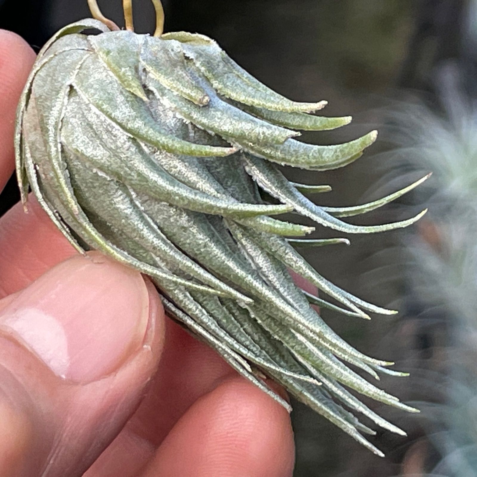 φ4×6]メタリックな光沢のあるしずく型＊チランジア カウツキー