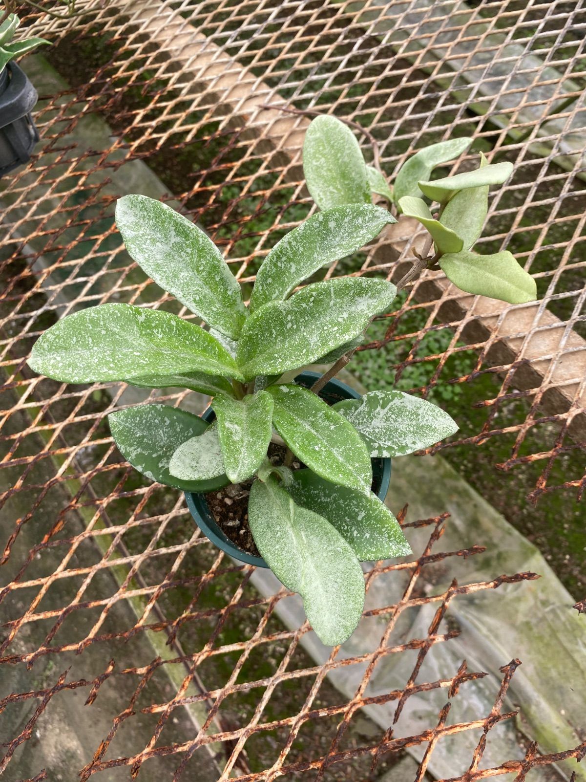 アロカシア バンビーノ ピンク斑入り Alocasia Bambino pink