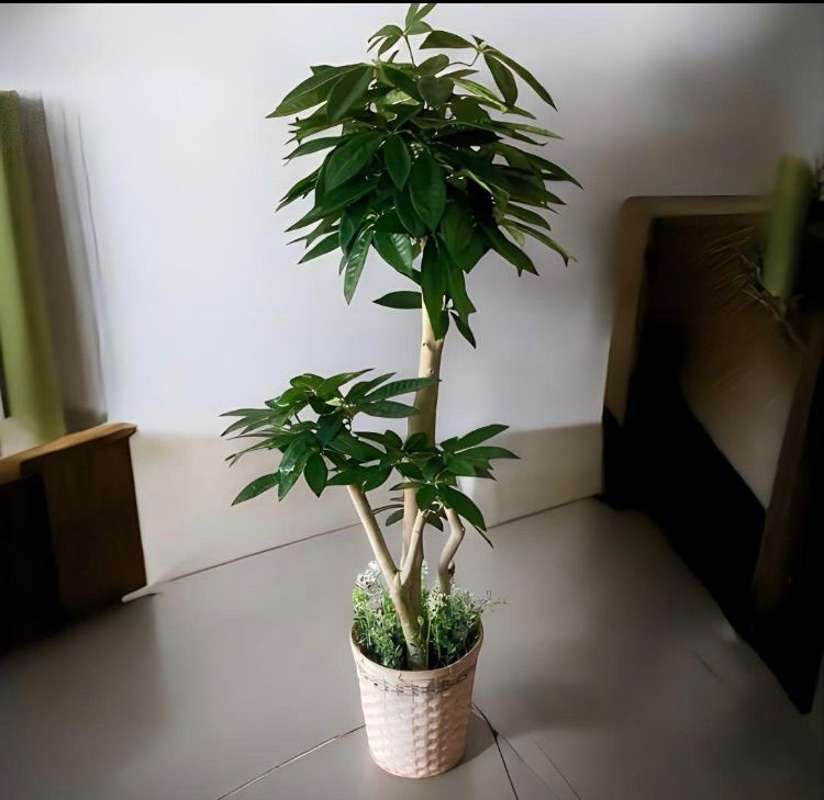 光触媒 人工観葉植物 ウォールグリーン フェイクグリーン パキラ13057