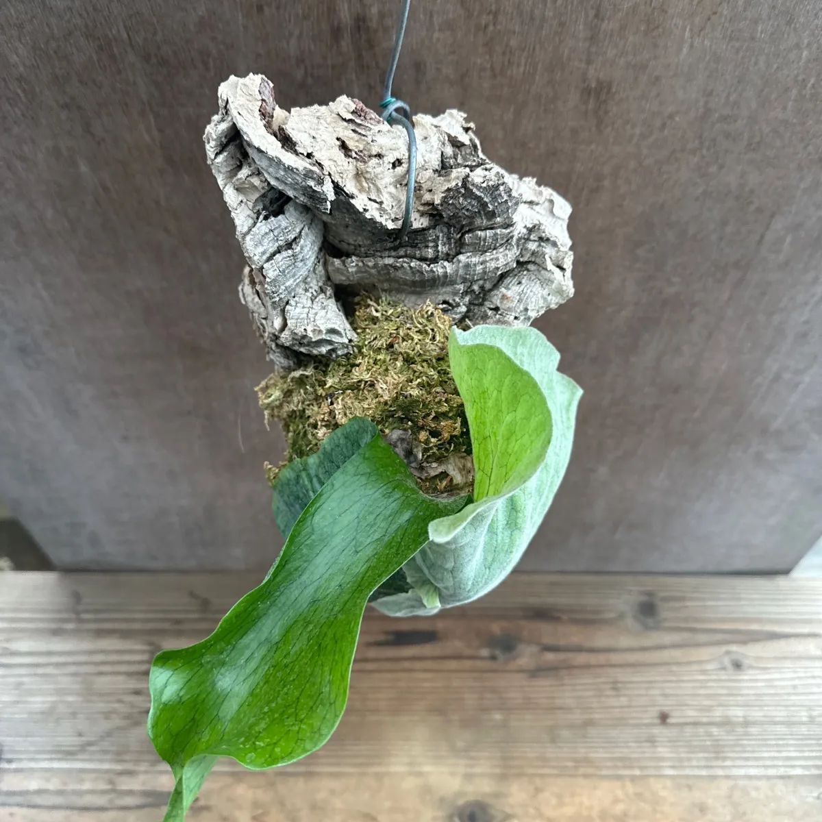 Platycerium superbum コウモリラン・スパーバム