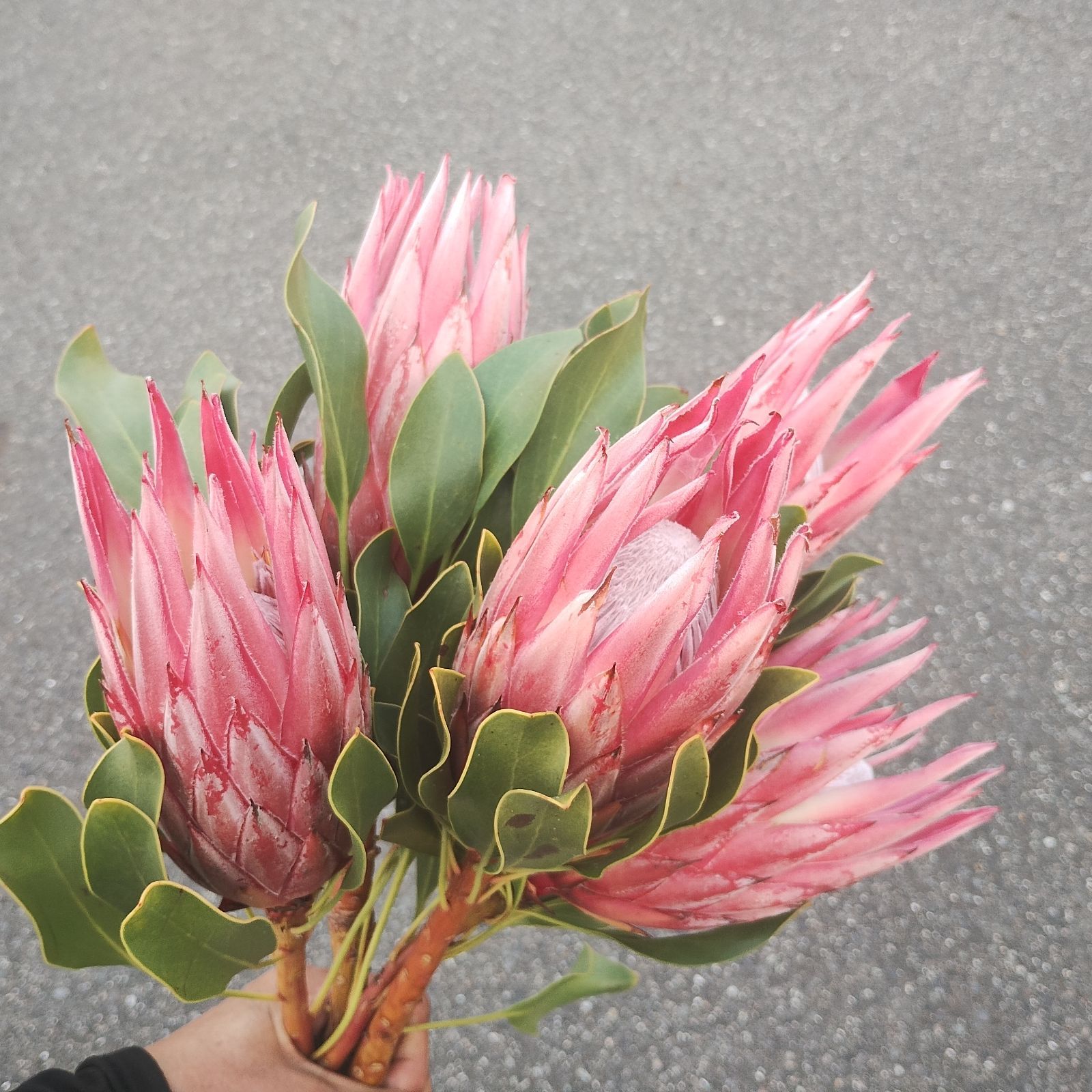 ⭐️キングプロテア⭐️クレア⭐️5本⭐️宅配送料込み