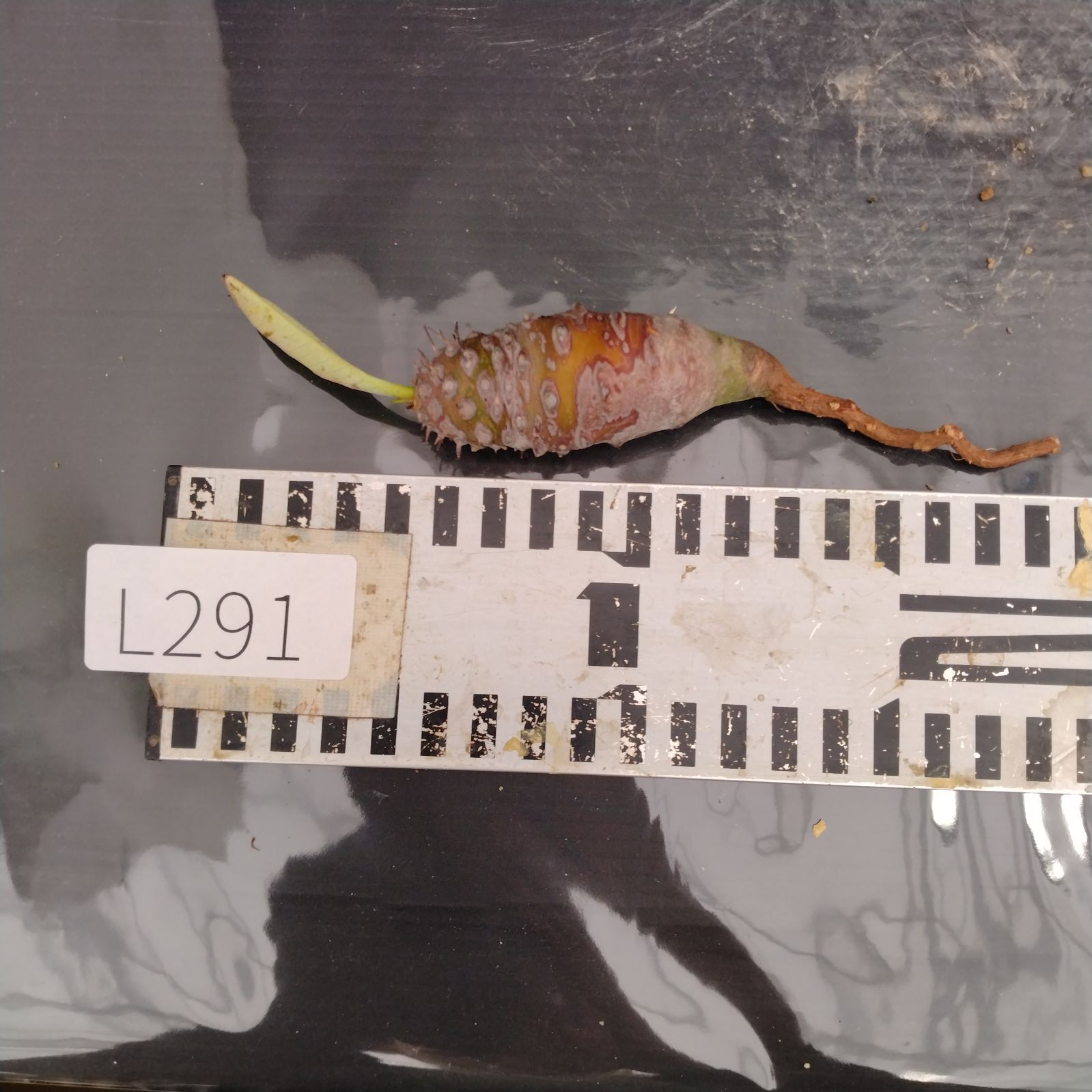 パク♡ニオイヒバ　抜き苗 35 ギルバ錦 抜き苗 多肉植物 韓国苗 - メルカリ
