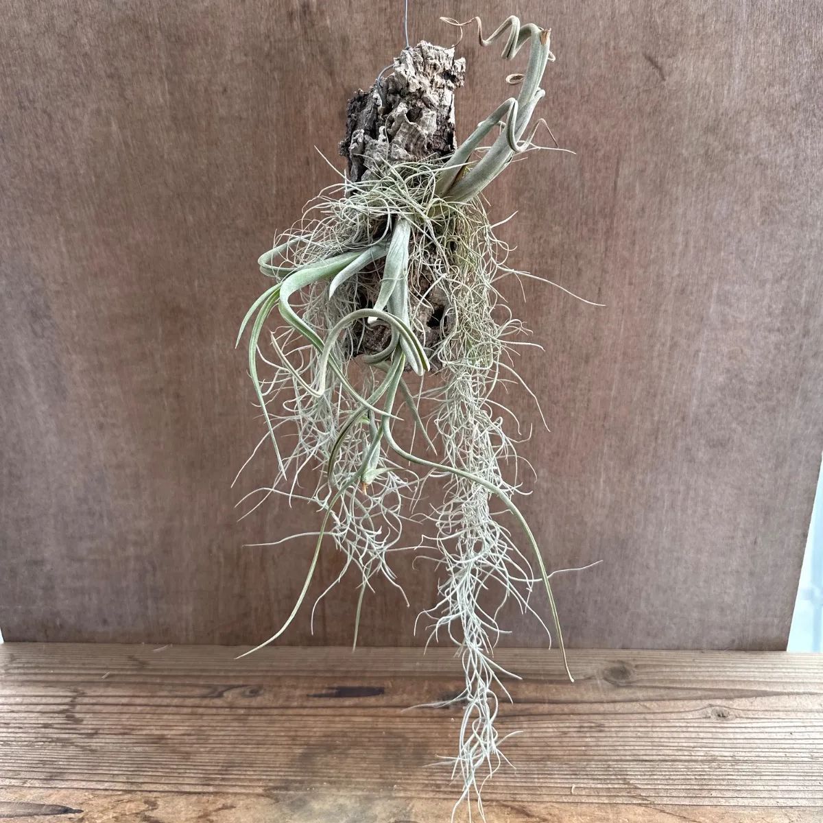 EWING CENTER HI（ユーイング センター ハイ）