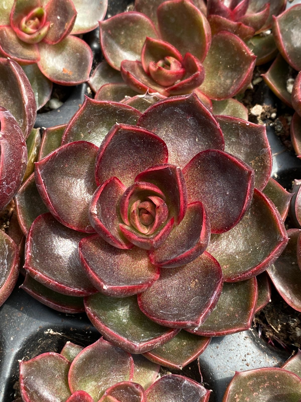 ZM1683×50 レッドライト 抜き苗 多肉植物 アエオニウム エケベリア 韓国苗 YUZUMIYA_COM