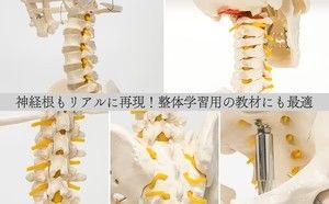 全身模型 大学