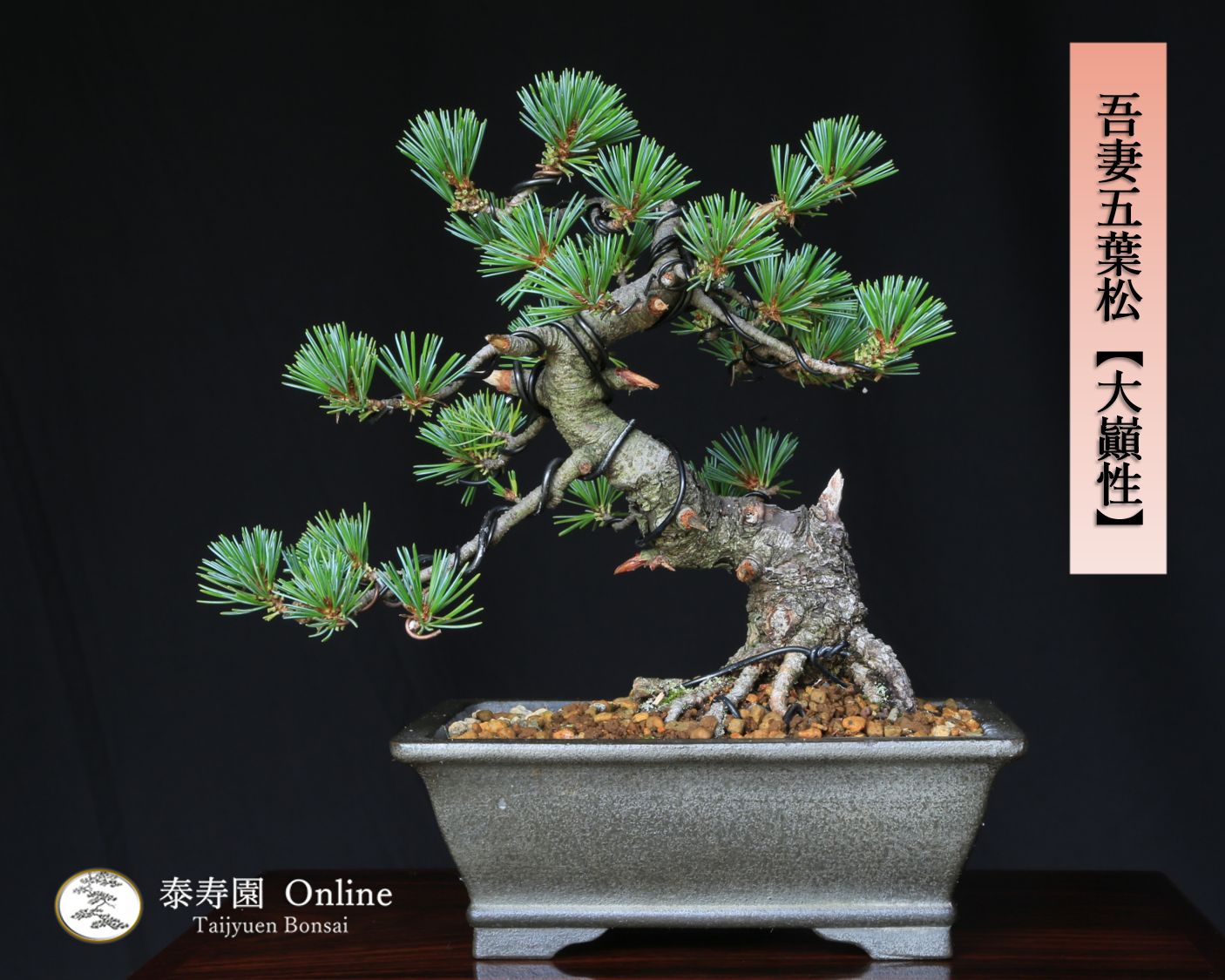 盆栽 五葉松 樹高67cm