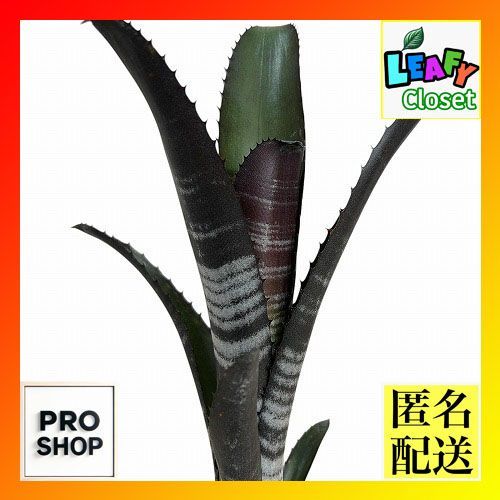 山中勇人 鉢 台座 山中勇人 鉢 台座 ORIGINAL POT “Hagakure” | 多肉