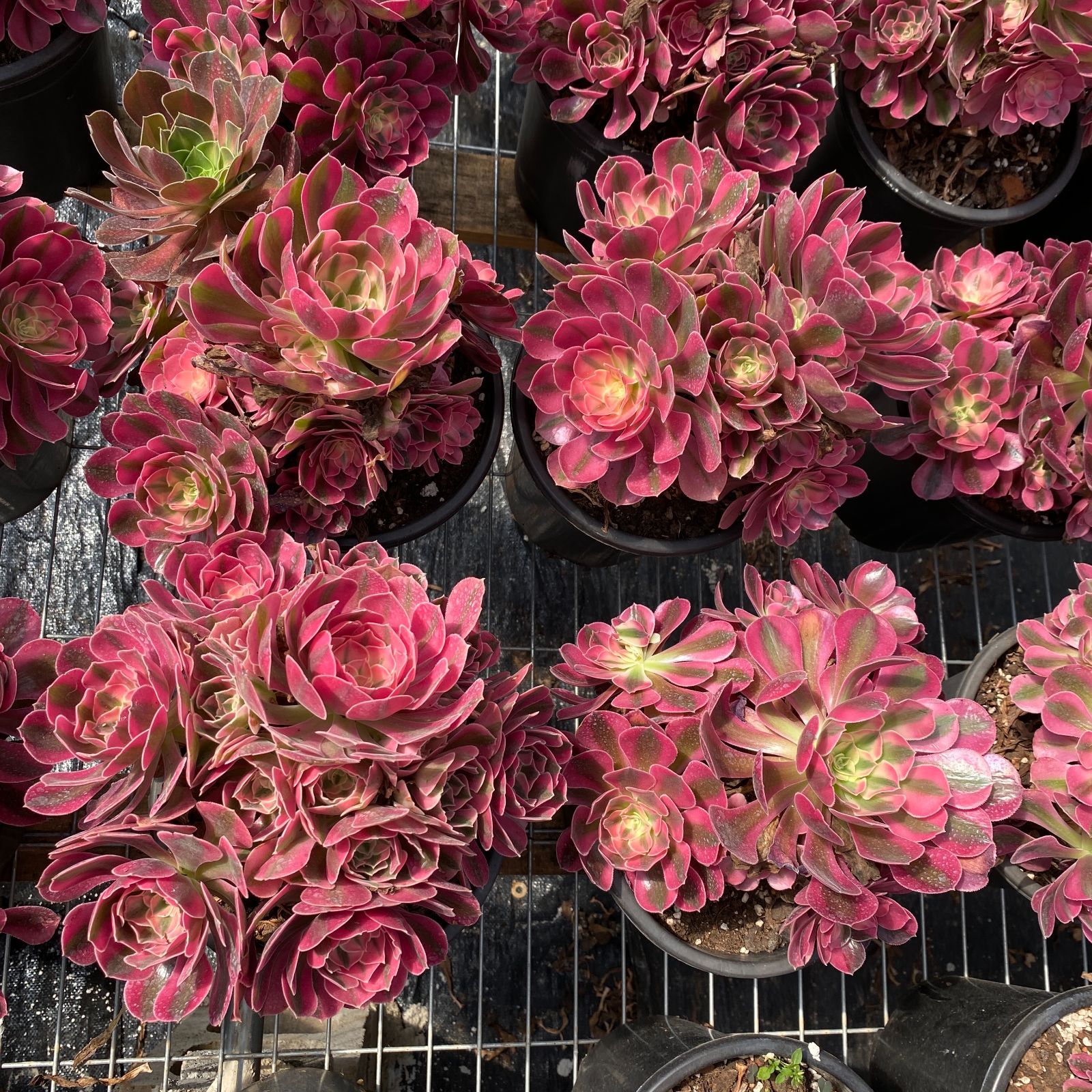 新入荷 ピンクウィッチ ZM1504×16鉢 抜き苗 多肉植物 アエオニウム エケベリア サボテン 韓国苗 新入荷 STEELWINDOWSANDDOORS_COM