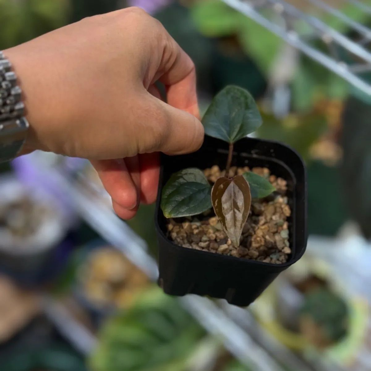 Anthuroom】(select) Anthurium 