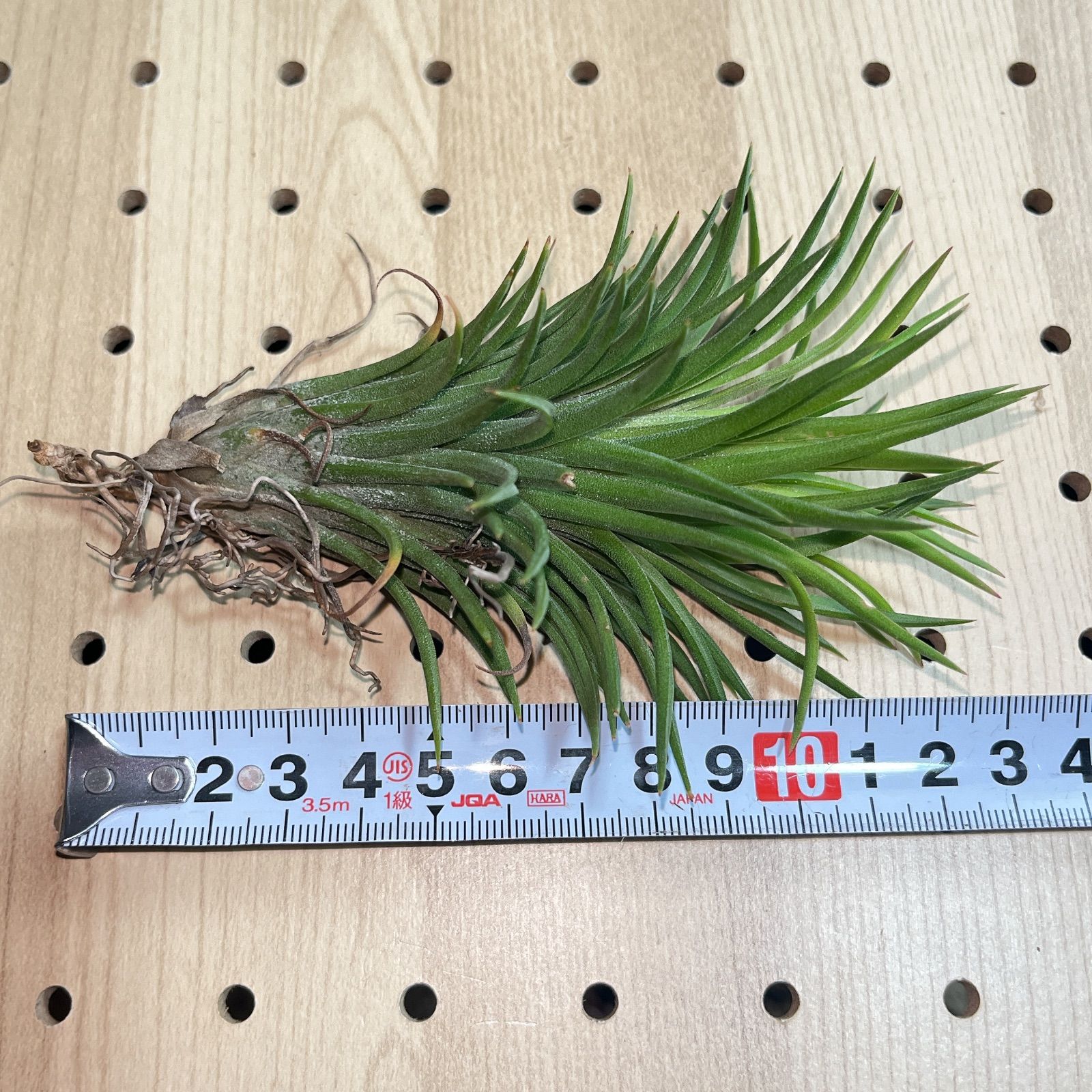 チランジア イオナンタ モンキーテール ionantha monkey tail