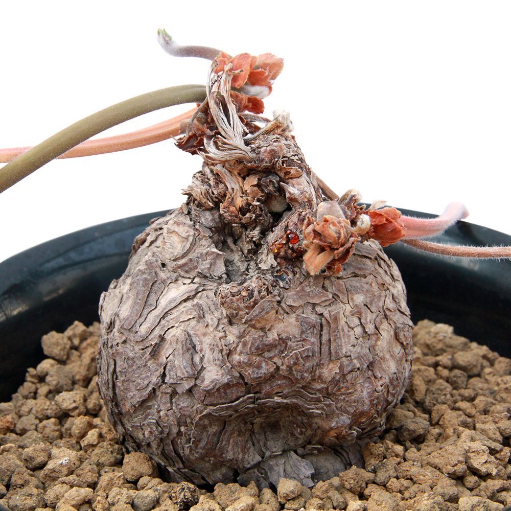 フエギアムスカラペラルゴニウム100ml Muskara Pelargonium アイビー