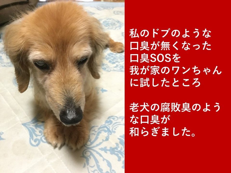 メルカリshops P ペット用口臭sos 老犬ケア 口臭予防 消臭スプレー 口臭を消す