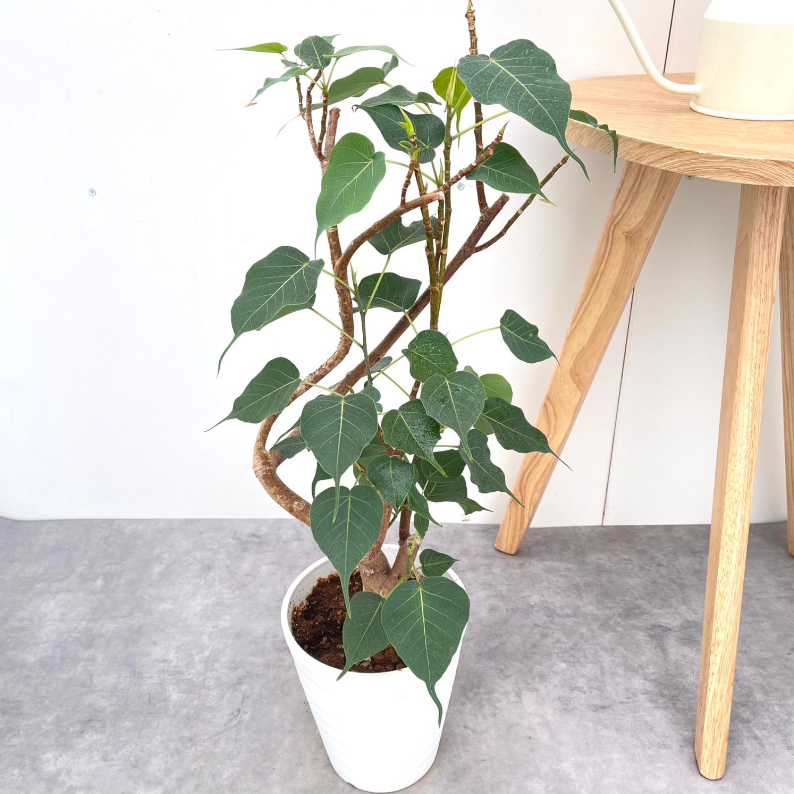 ポヨヨン　青と白プラスチック製花筒　各10個セット　ポヨヨン ポヨヨン様専用 青と白プラスチック製花筒 各10個セット ポヨヨン様専用