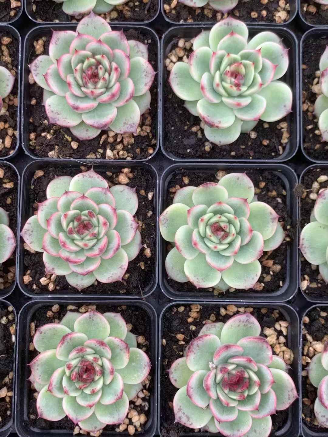 多肉植物　韓国苗　パラメラ　抜き苗 パラメラ 韓国苗 多肉植物 多肉植物 プクニク 通販 14796224｜Creema