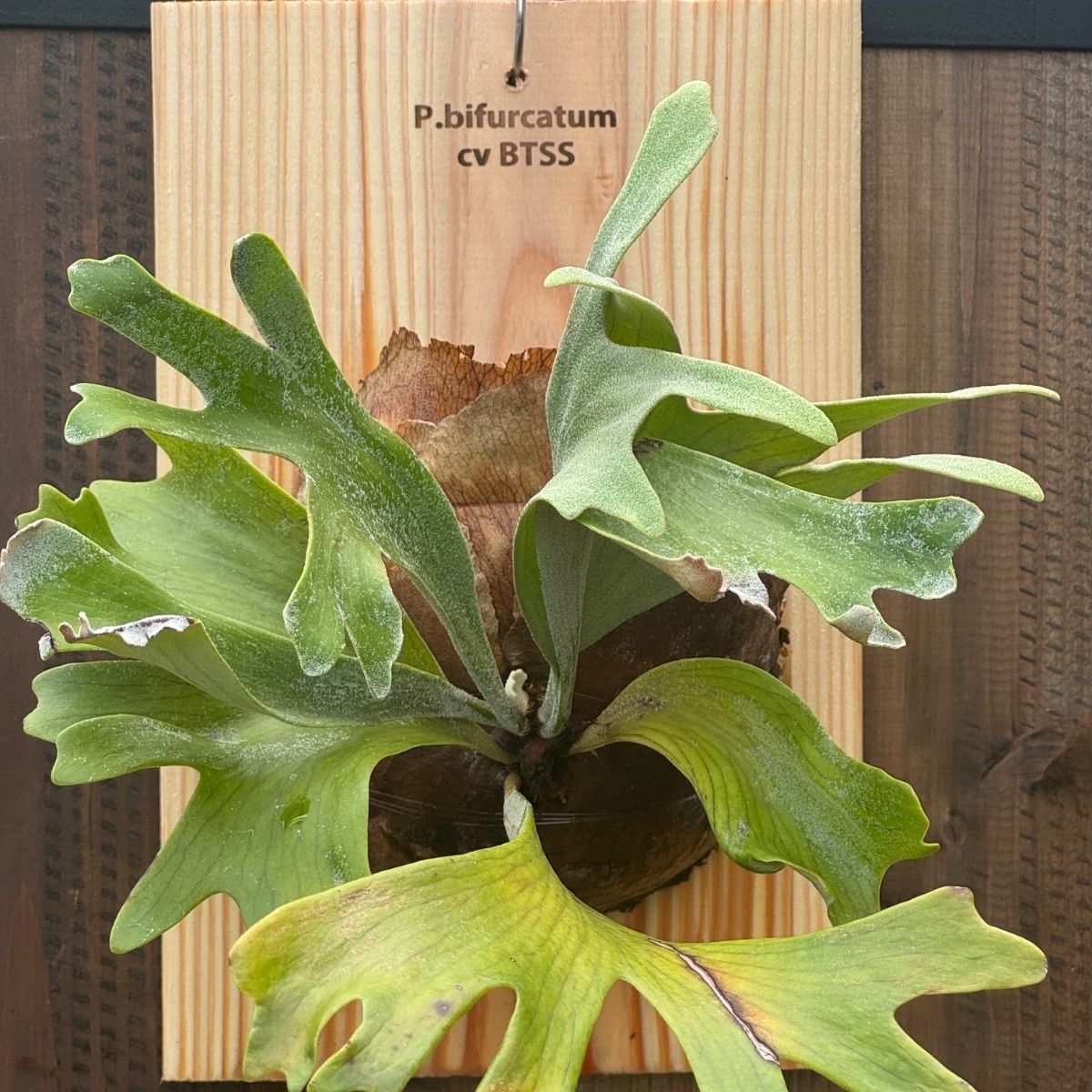 ビカクシダ P.BTSS bifurcatum borthong short special ビカクシダ P.BTSS bifurcatum borthong short special 🌱P