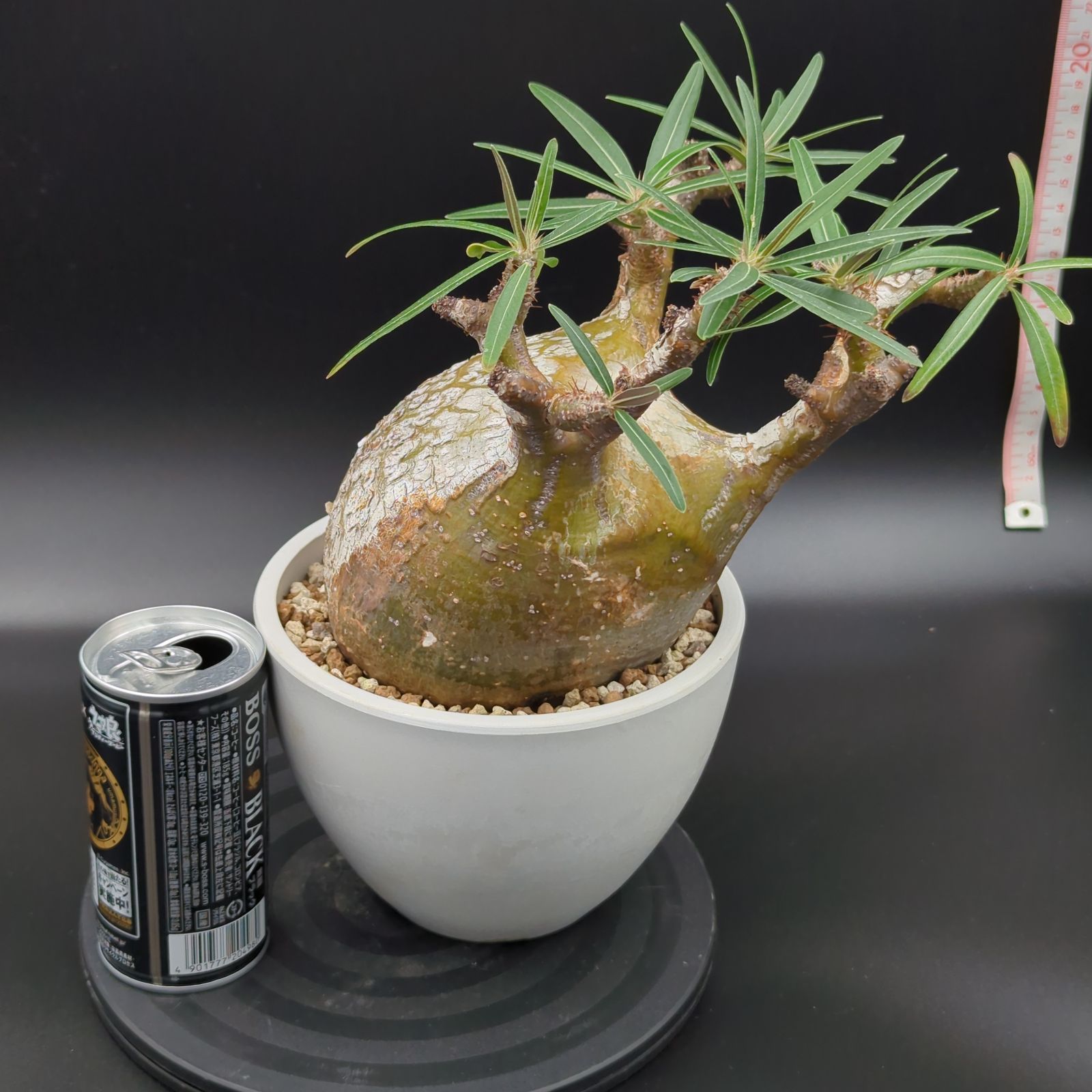 発根済】【現地球】パキポディウム グラキリス 大株 - メルカリ