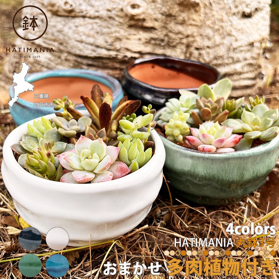 多肉植物おまかせ寄せ植え HATIMANIA 3号 1006W 鉢づくし ミニ盆栽