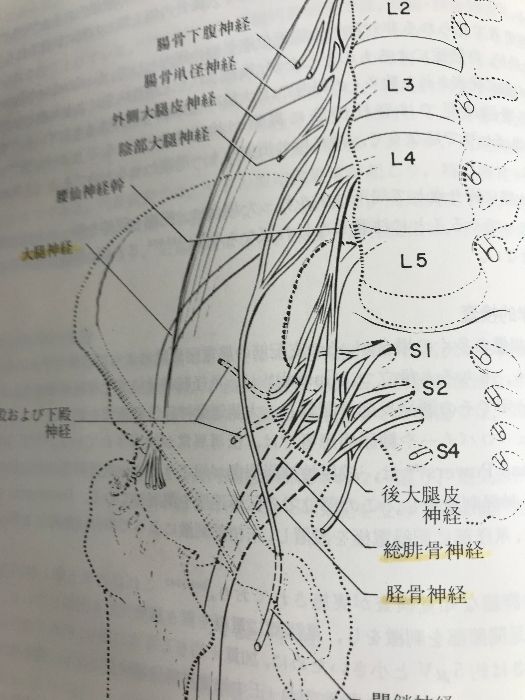 末梢神経学: 電気診断学によるケーススタディ