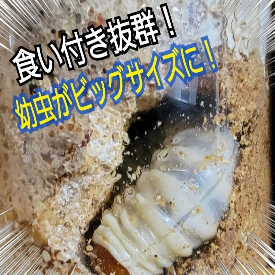 極上！カワラ菌糸瓶【10本】トレハロース、キトサン、グルテン強化配合