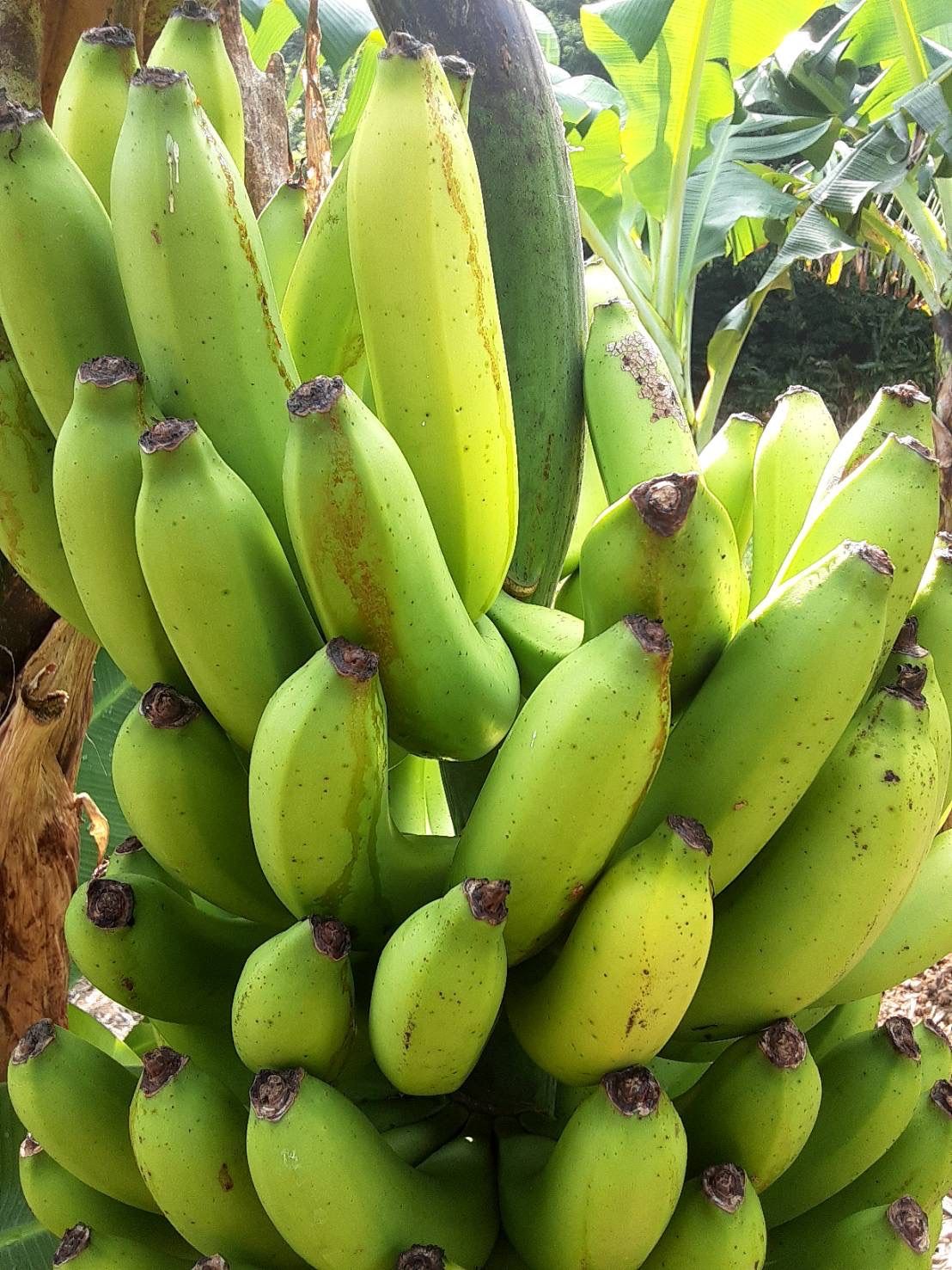 メルカリshops 食べ比べセット モンキーバナナと島バナナ 一キロ 無農薬 奄美大島産