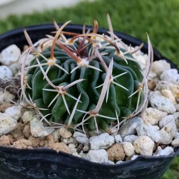 エキノフォスロカクタス 刺無縮玉モンスト サボテン 多肉植物
