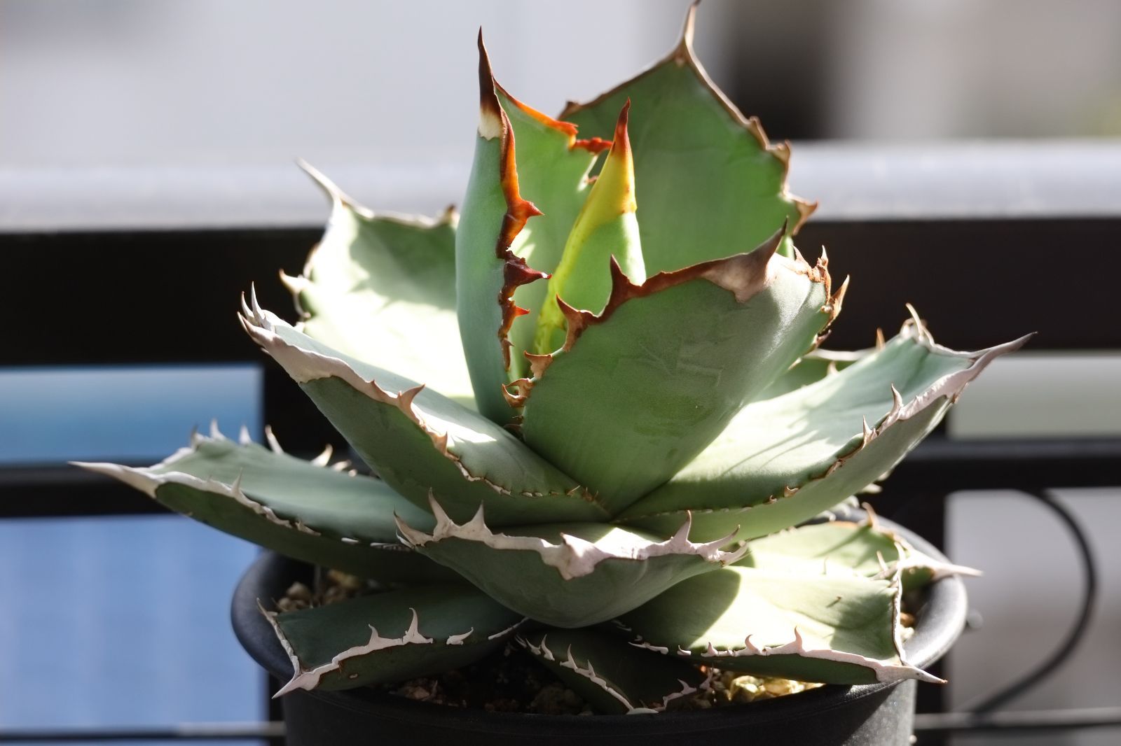 ほ*ぅ様 アガベ オテロイ 実生 選抜 わしゃわしゃ系 ジャギジャギ系 アガベ