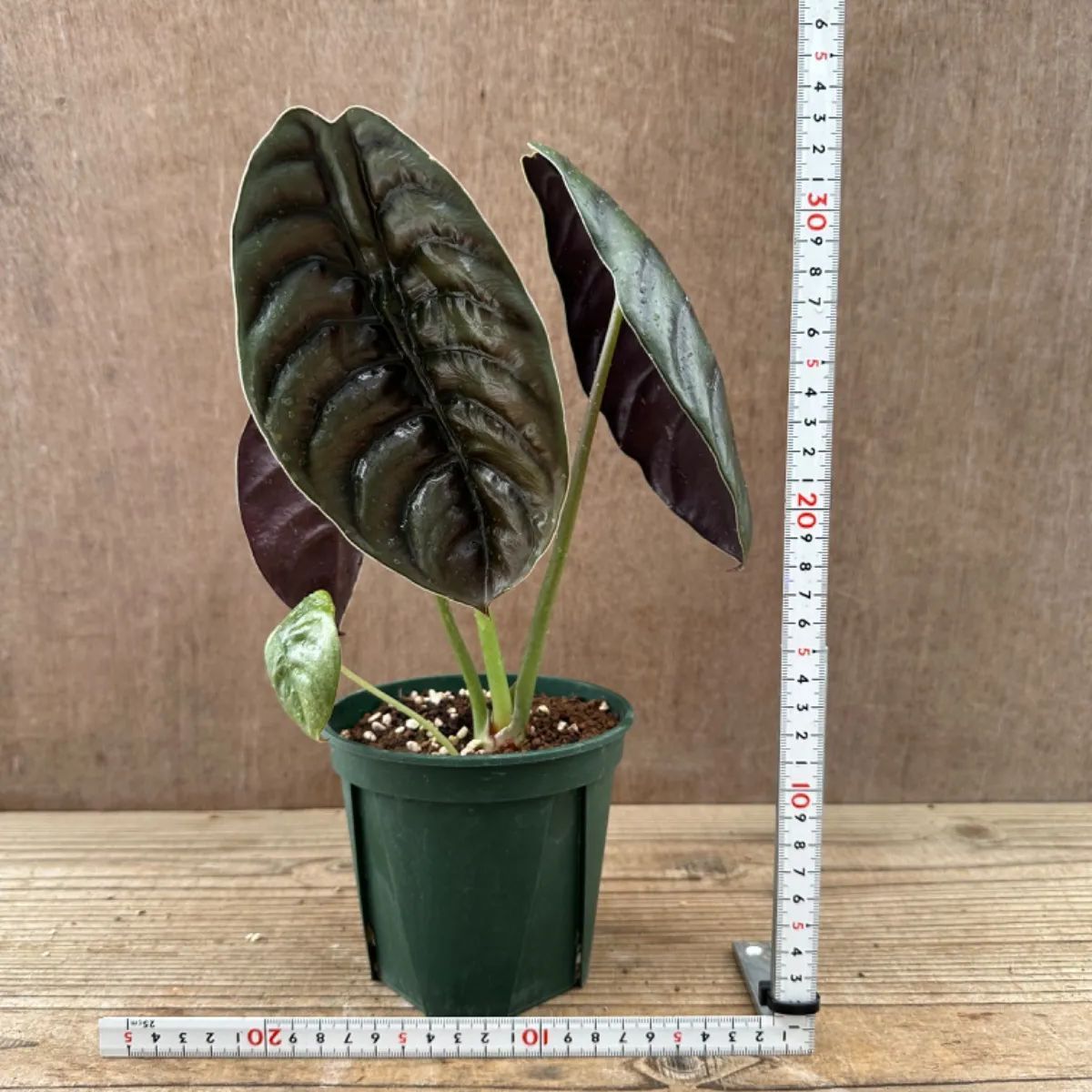 アロカシアクプレアの小芋　ネコポス 株式会社グッドツーガーデン｜神戸のエクステリア・外構工事