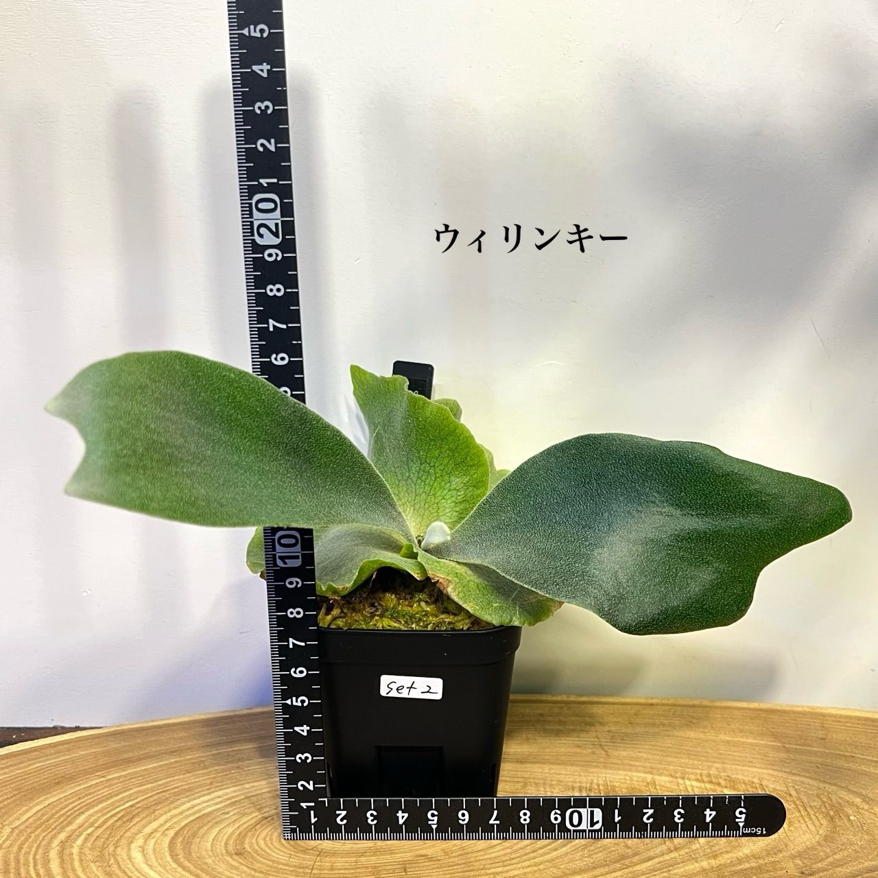 ビカクシダ 2種セット｜ワイルドキャット＆ウィリンキー 胞子培養 育て 