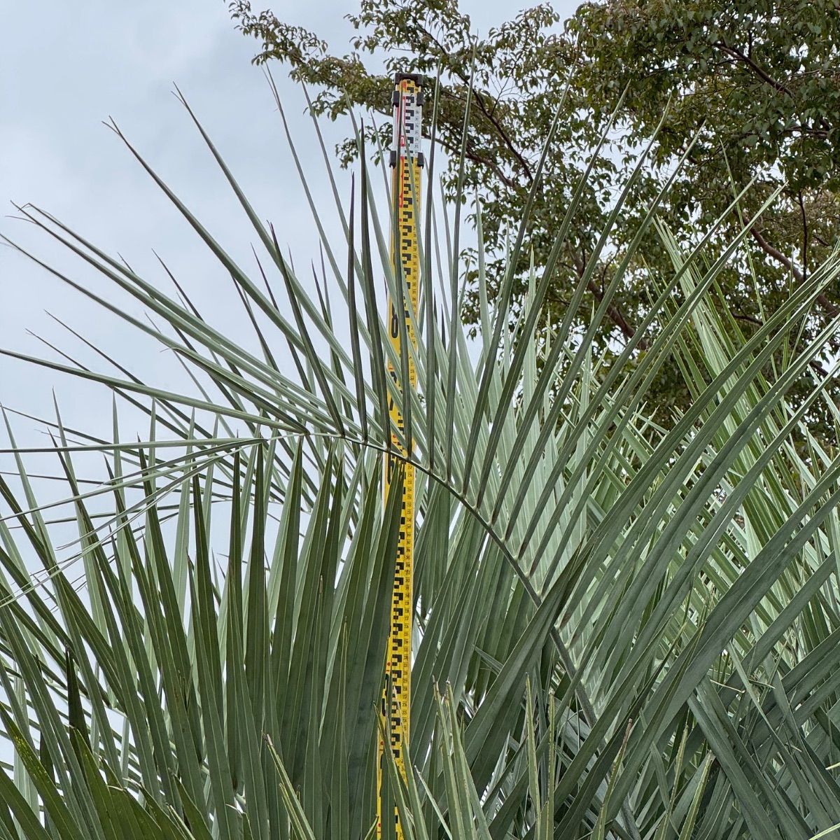 ココスヤシ3m 極太幹】3m ココスヤシ - メルカリ