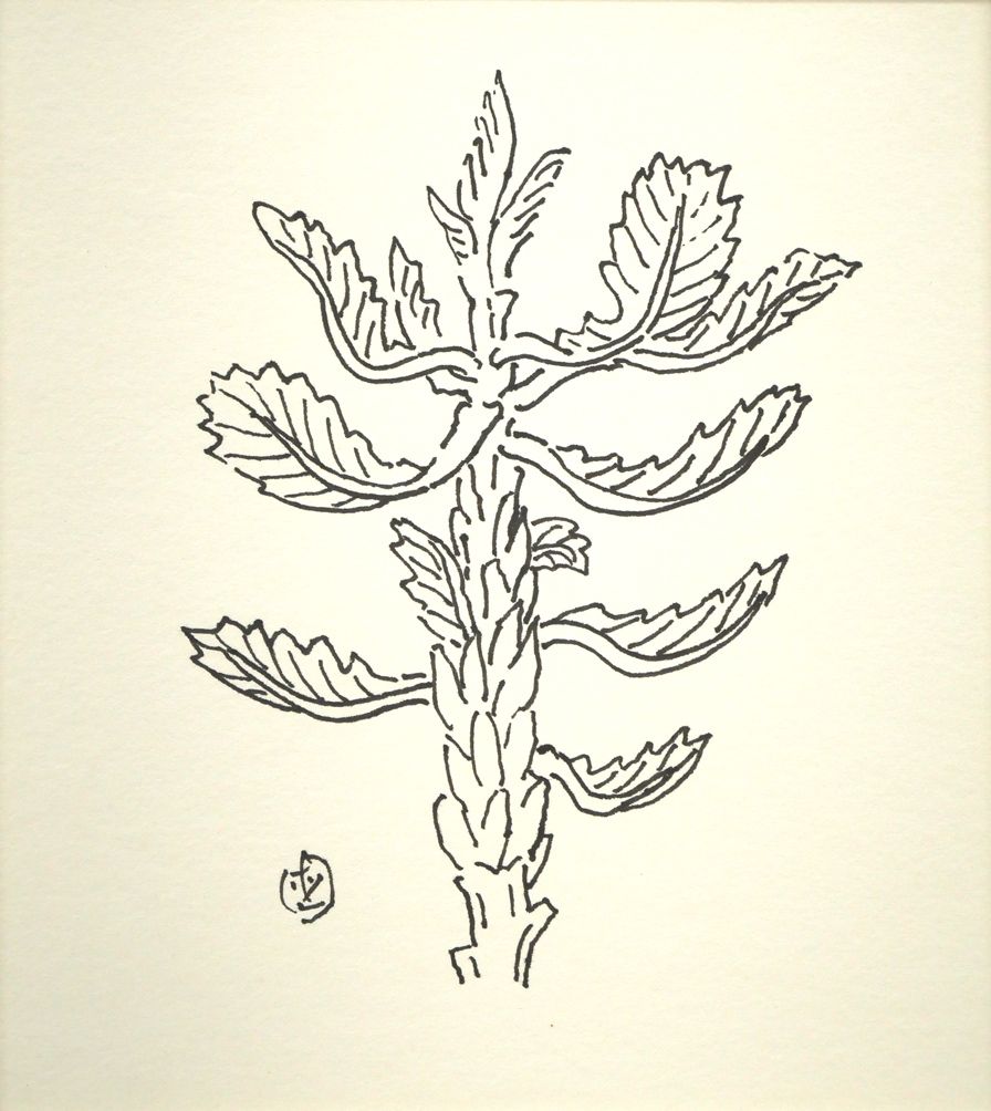 ☆坂本直行☆「カシワの芽」ペン画　小作品２０角額　未使用！ 坂本 直行「かしわ」ペン画（13.2×11.8cm）直筆サイン入り 六花