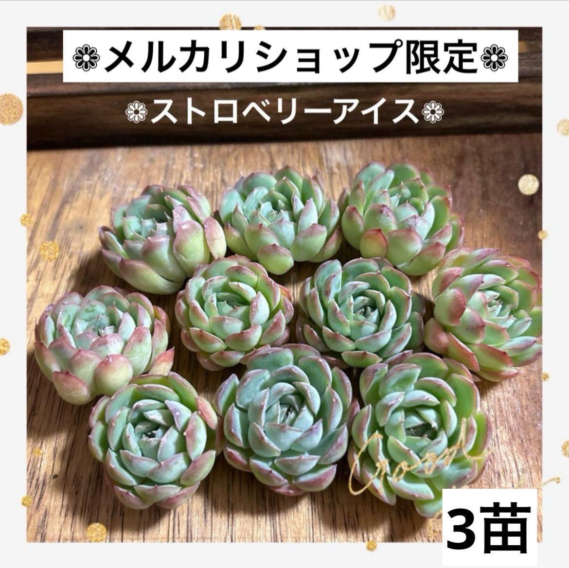 3苗販売 ❁ストロベリーアイス❁ カット苗 寄せ植え 多肉植物 - メルカリ