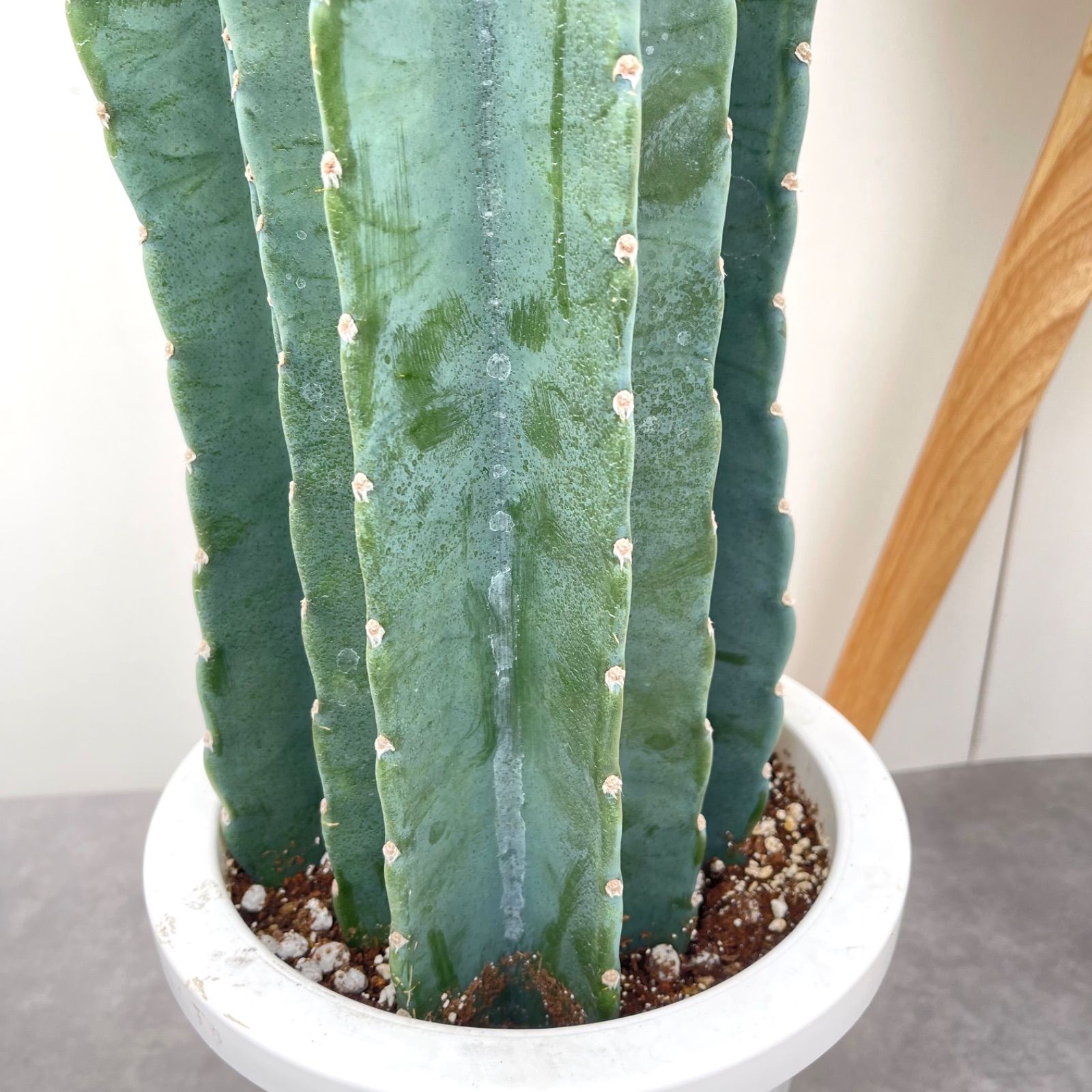 柱サボテン大型 注文 柱サボテン8号インテリアグリーンに刺なし