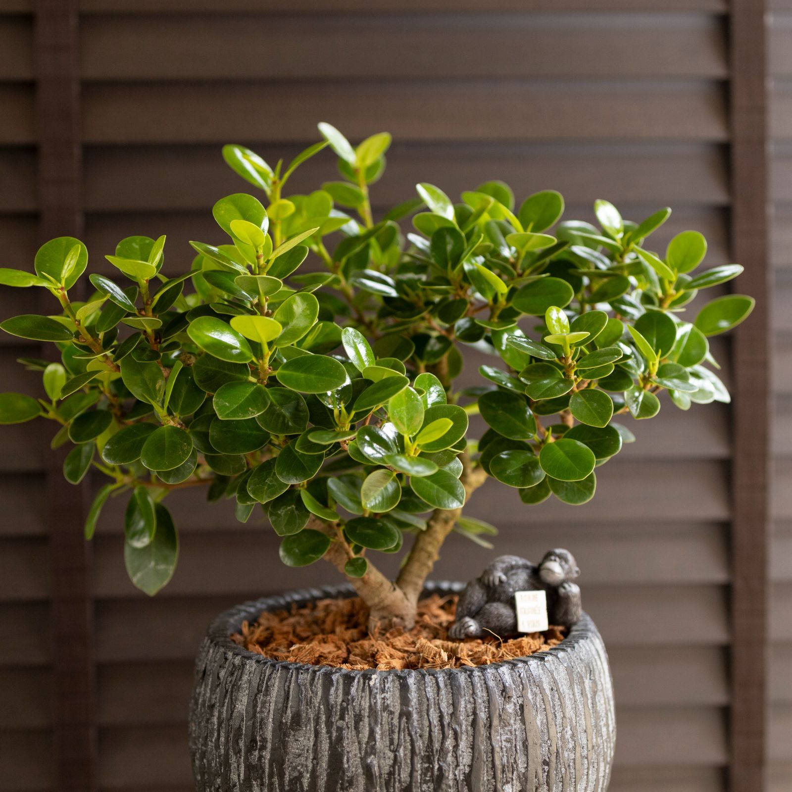 パンダガジュマル 7号 陶器鉢 ピック付 観葉植物 ガジュマルの木