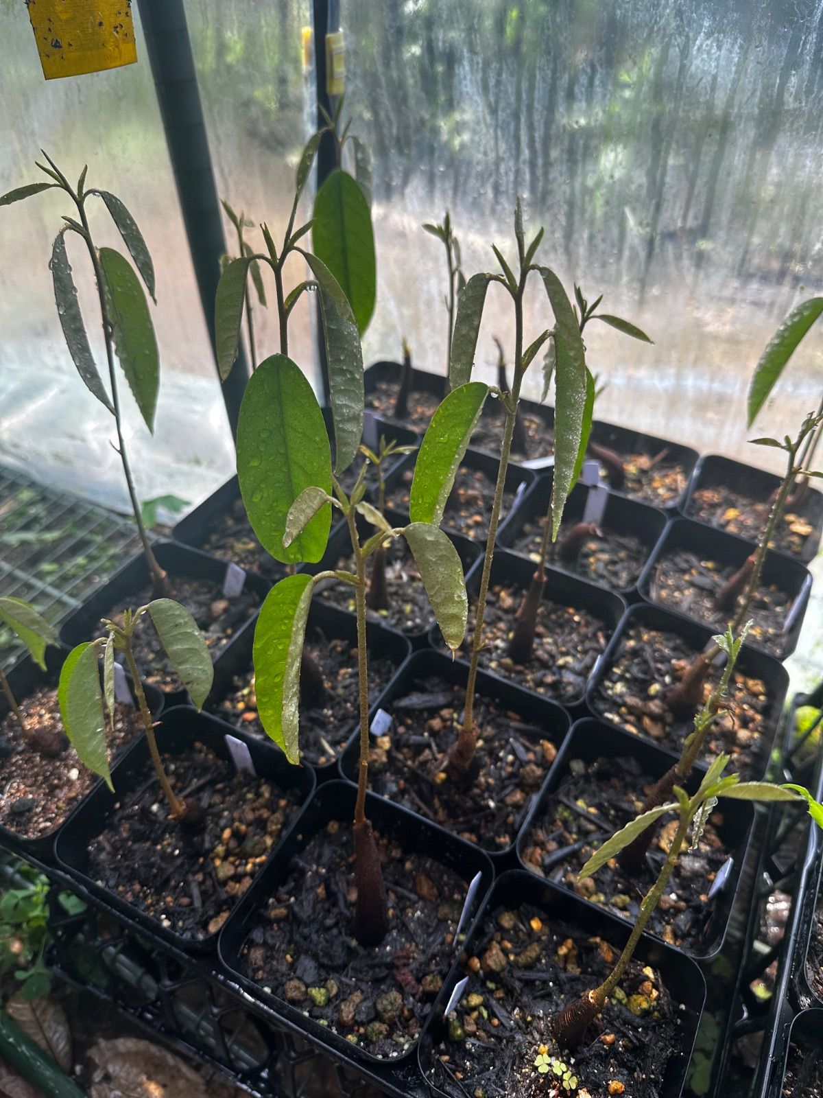 ドリアン苗 レア品種 Durio macrantha Dwarf Type ドリアン苗 レア品種 Durio macrantha Dwarf Type