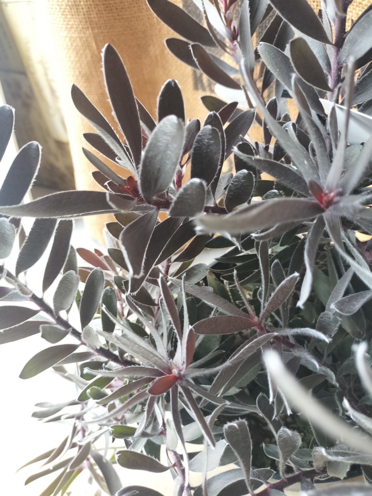 リューカデンドロン・デュリフ リューカデンドロン デュリフ