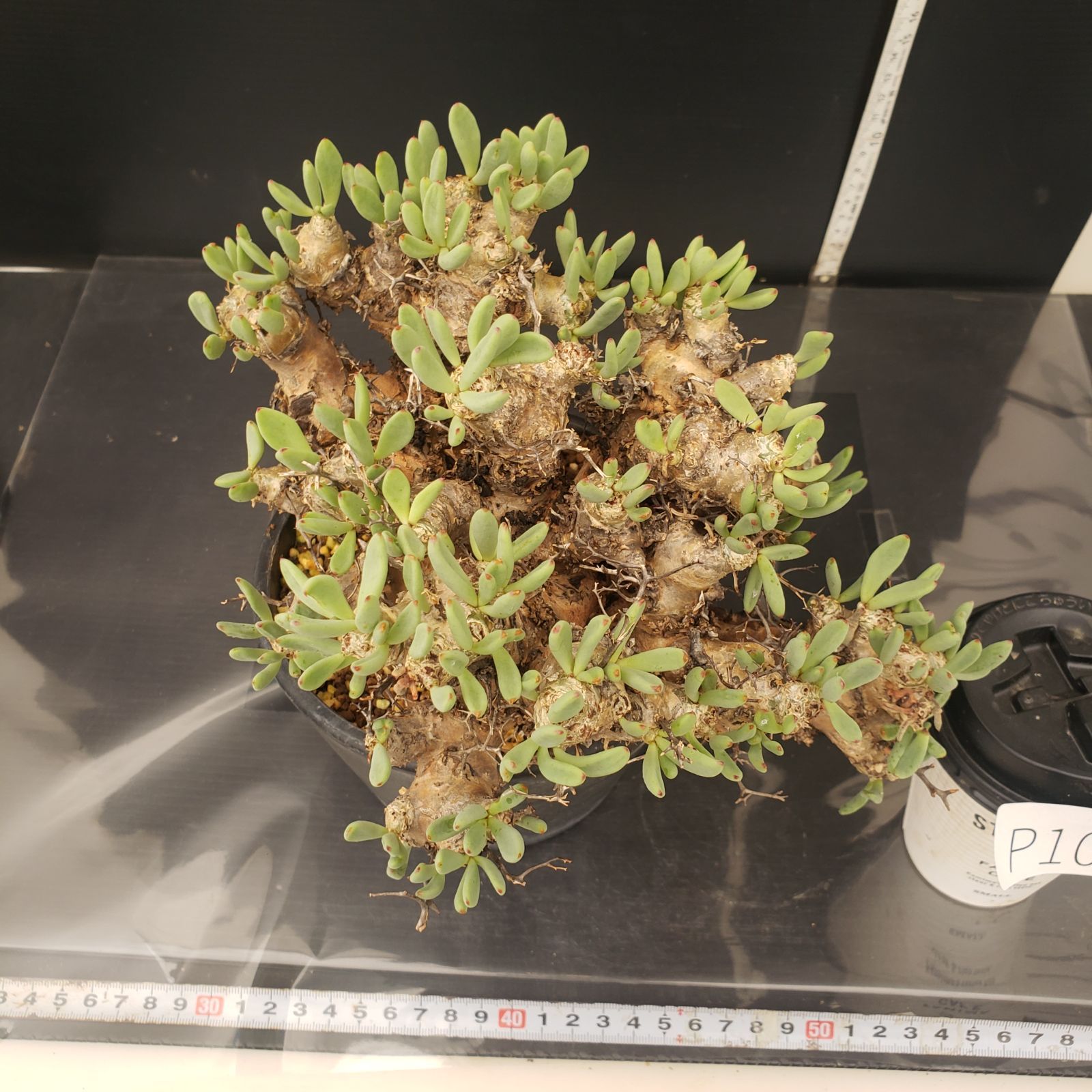 P100【自社養生株】チレコドン レティキュラータス 万物想（L
