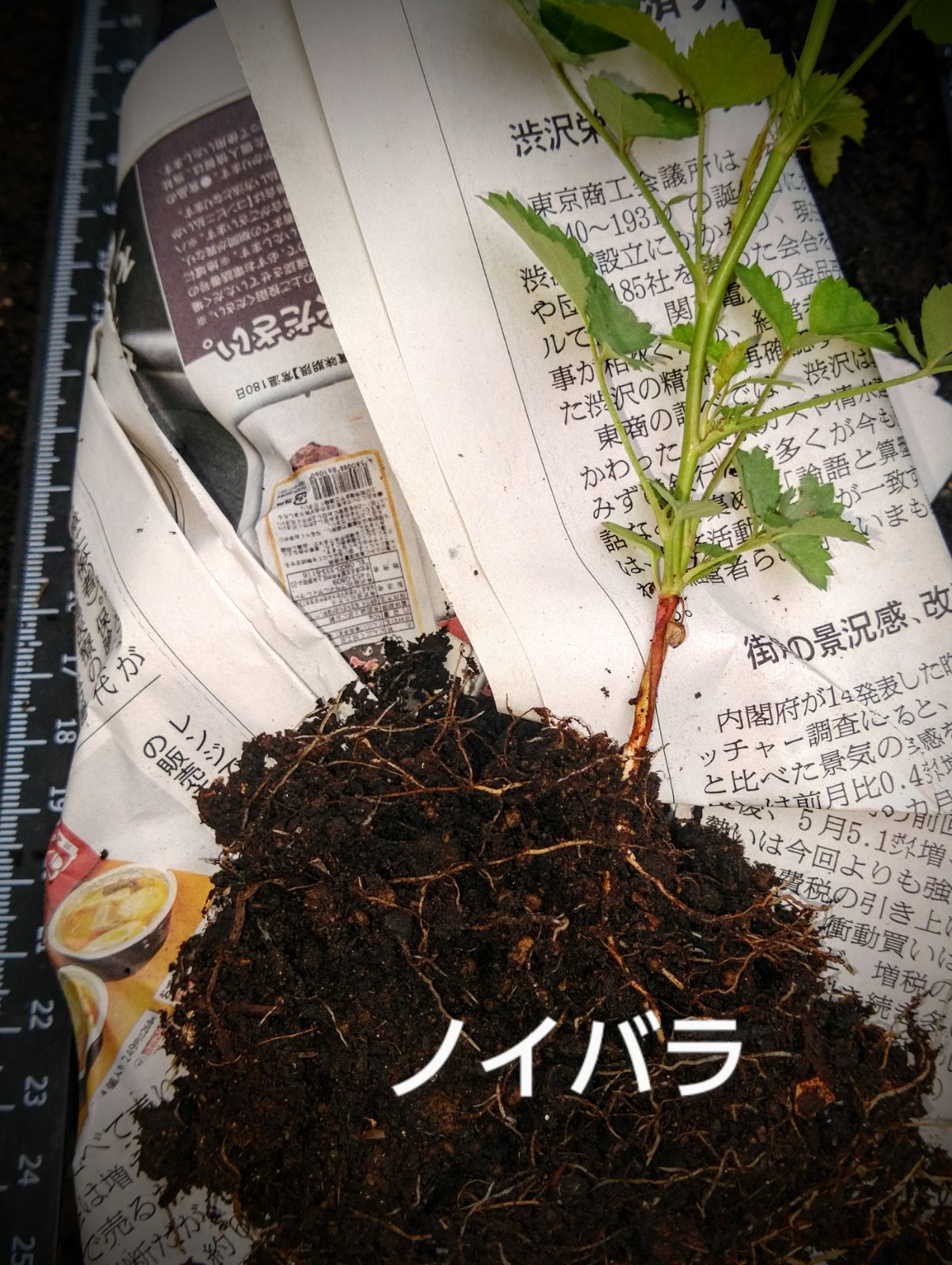 抜き苗
