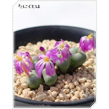 専用❤️速達＋300同梱-50円多肉植物　コノフィツム　クビクム　群生　鉢のまま 楽天市場】多肉植物 コノフィツム コンカブム 実生 2.5号鉢 観葉