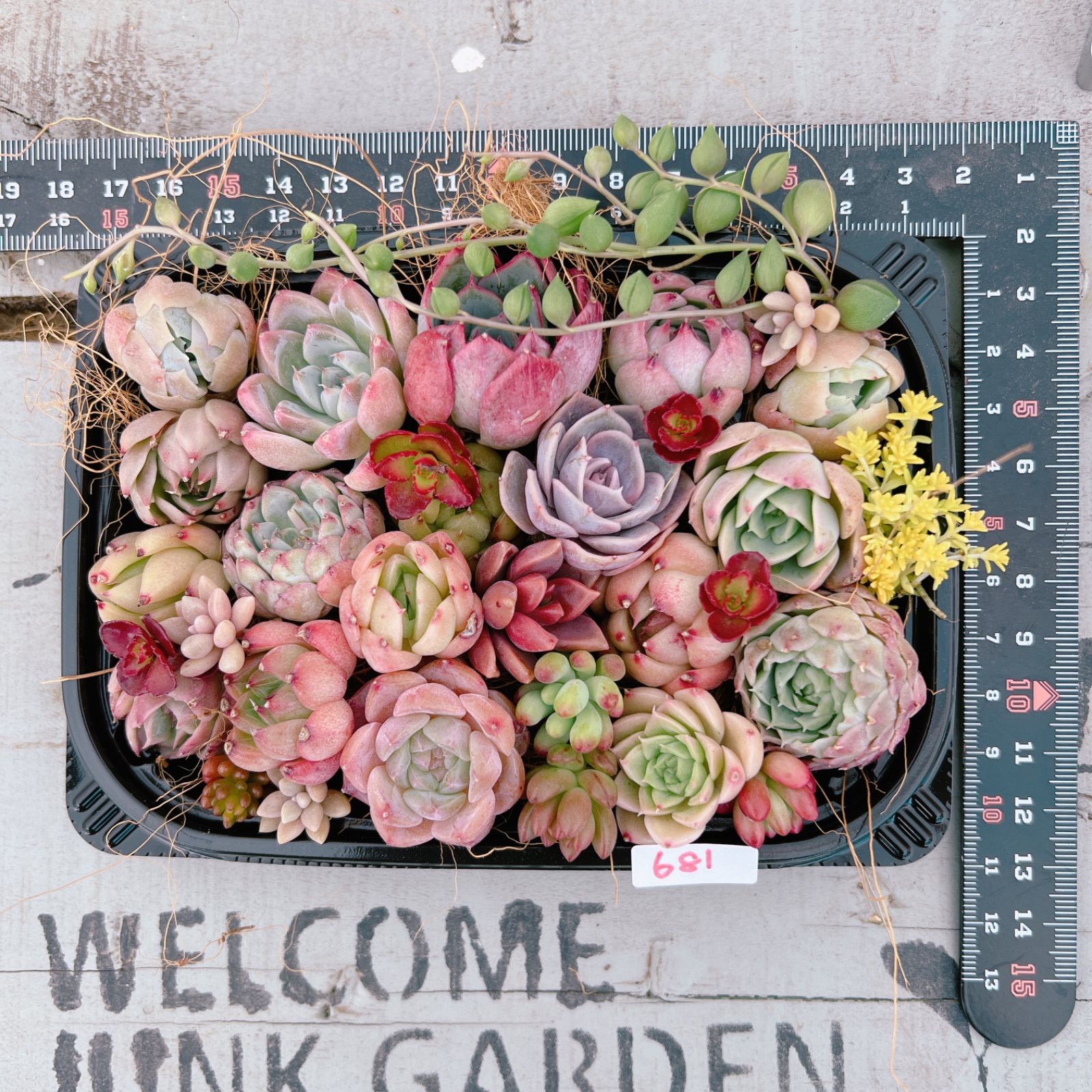 ❤️専用ページ❤️多肉植物の寄せ植え❤️ 多肉植物寄せ植えset♡681 - メルカリ