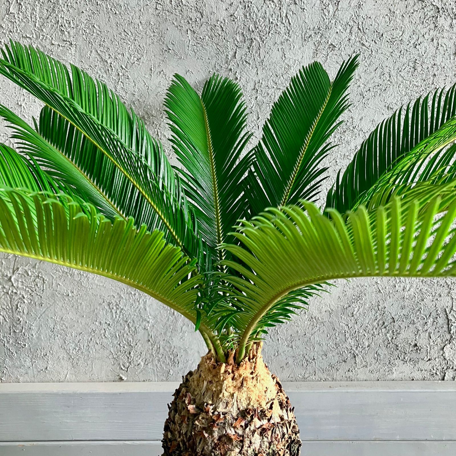 中型 ソテツ テラコッタ鉢 ソテツ 蘇轍 8号 テラコッタ鉢植え アンティーク風 受け皿付き