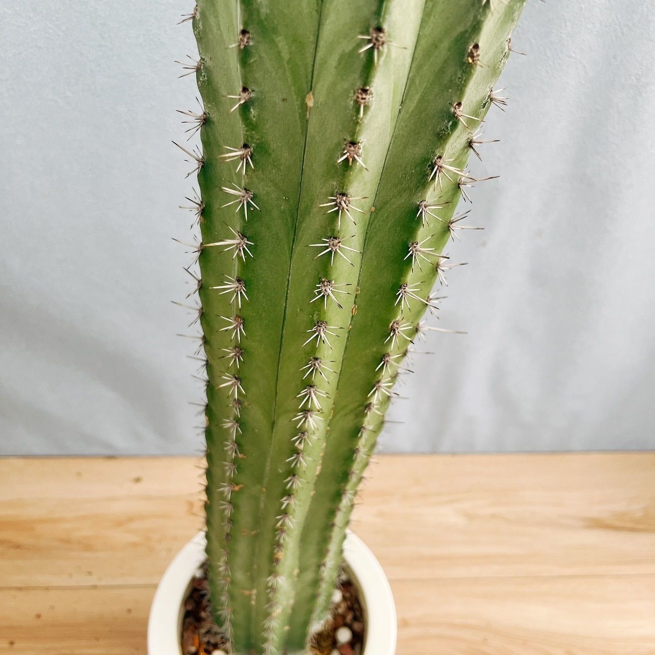 現品］ポラスキア 雷神閣 柱サボテン 6号 観葉植物 室内 かっこいい