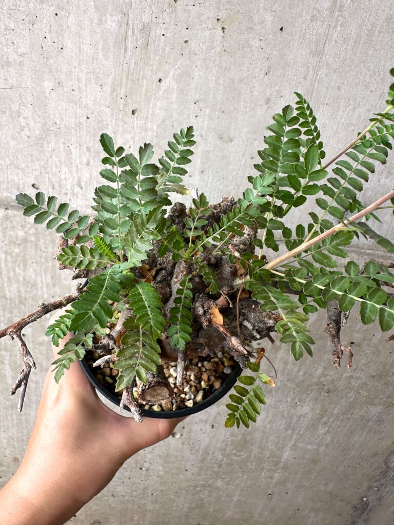 【現地株】ボスウェリア ネグレクタ 【発根済】 Boswellia neglecta ボスウェリア ネグレクタ 発根済現地株 #9