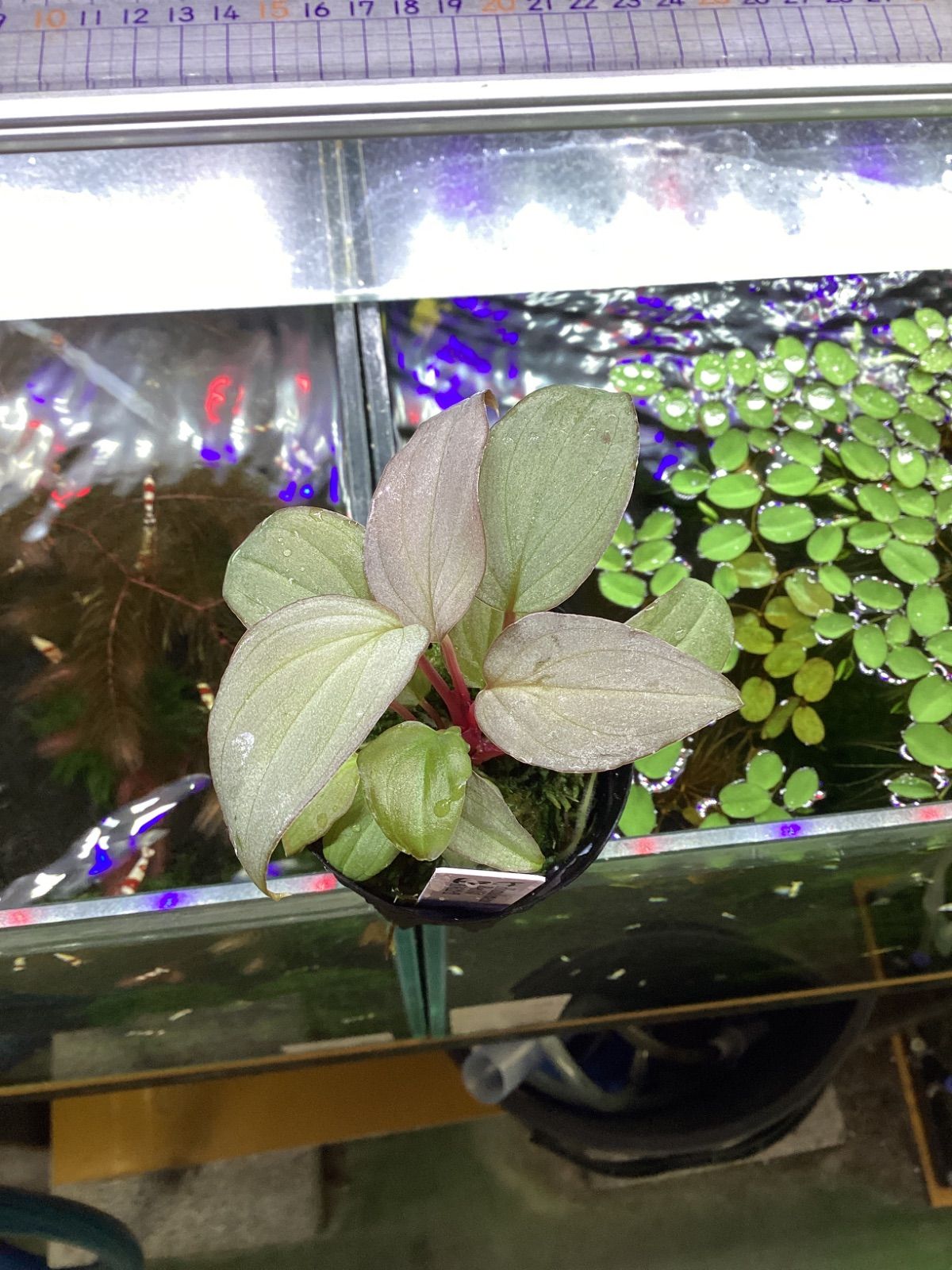 ユッカ ゴールデンソード 斑入り 斑入り植物 ヤシ アガベ ドライ