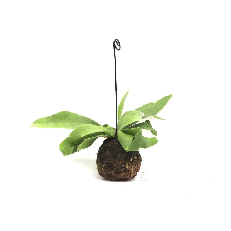188 ビカクシダ ネザーランド 苔玉 ハンギング 観葉植物
