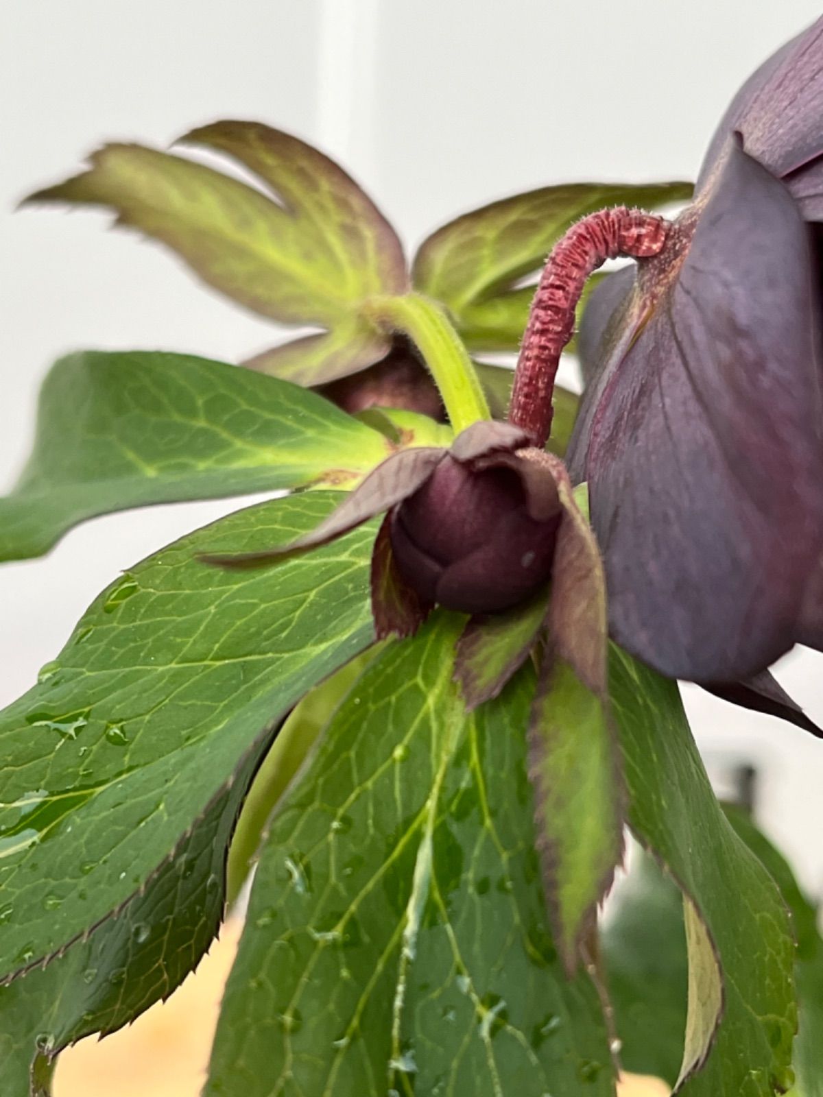 ⭐︎　ブラックローズのみ Amazon | 【花苗】ミヨシのクリスマスローズ ブラックスワン 9cmポット