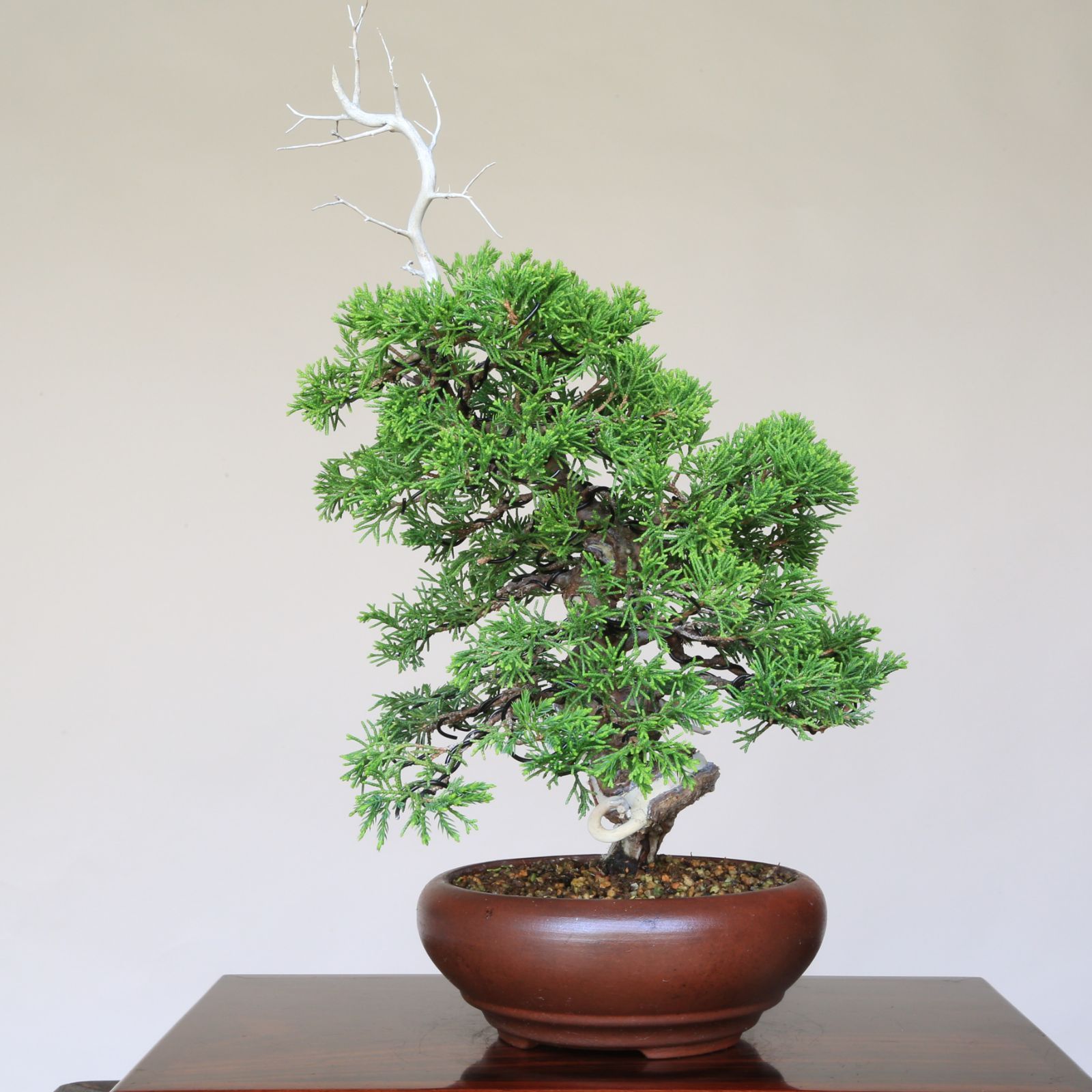 盆栽鉢 グリーン